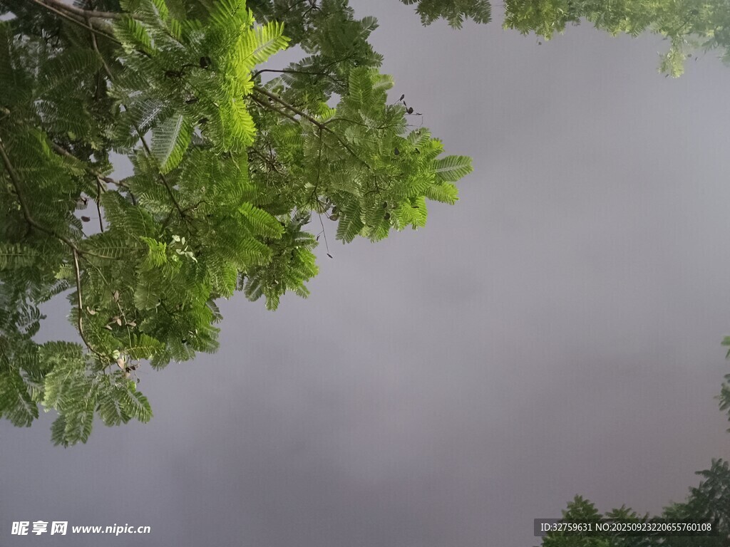 仰視綠樹與陰沉天空