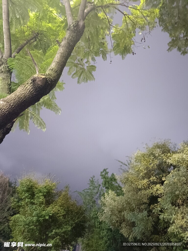 仰視林間枝葉與朦朧天空