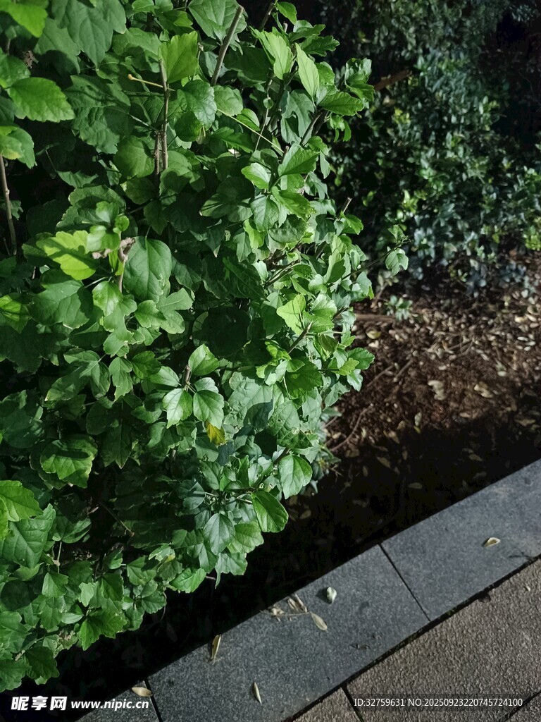 路邊翠綠植物景觀