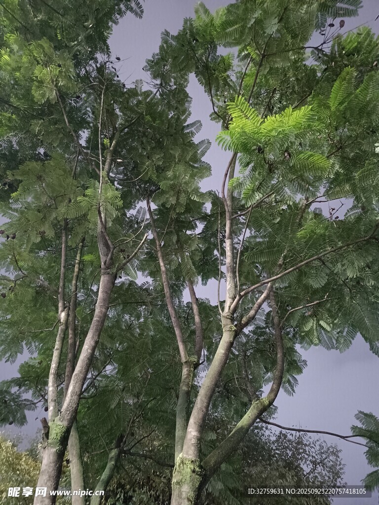 茂密樹林中的高大樹木
