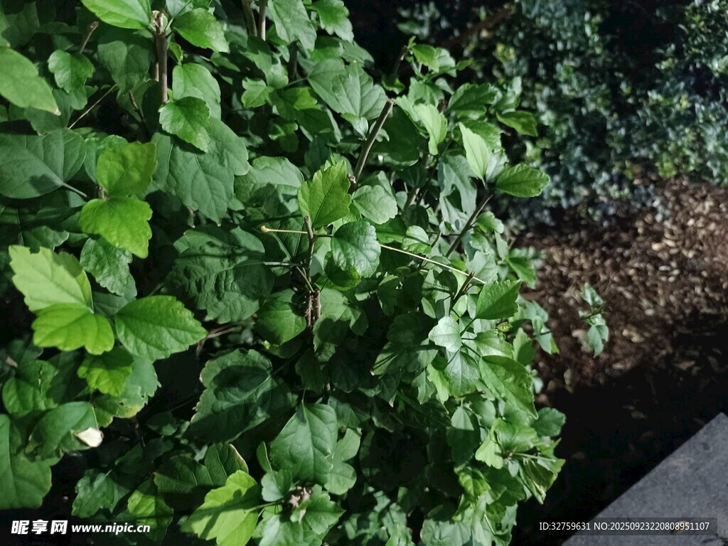 綠葉植物景觀