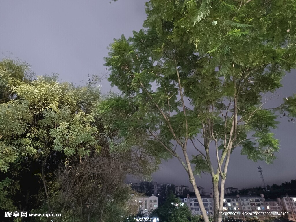 戶外綠樹與背景景觀
