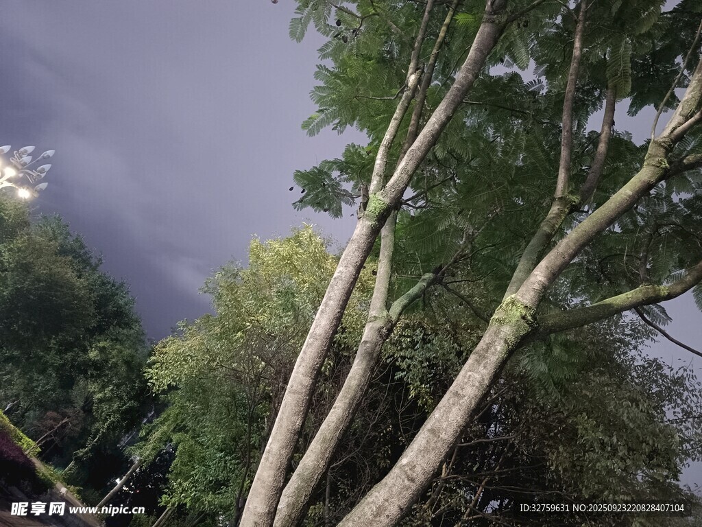暴風(fēng)雨前的樹木
