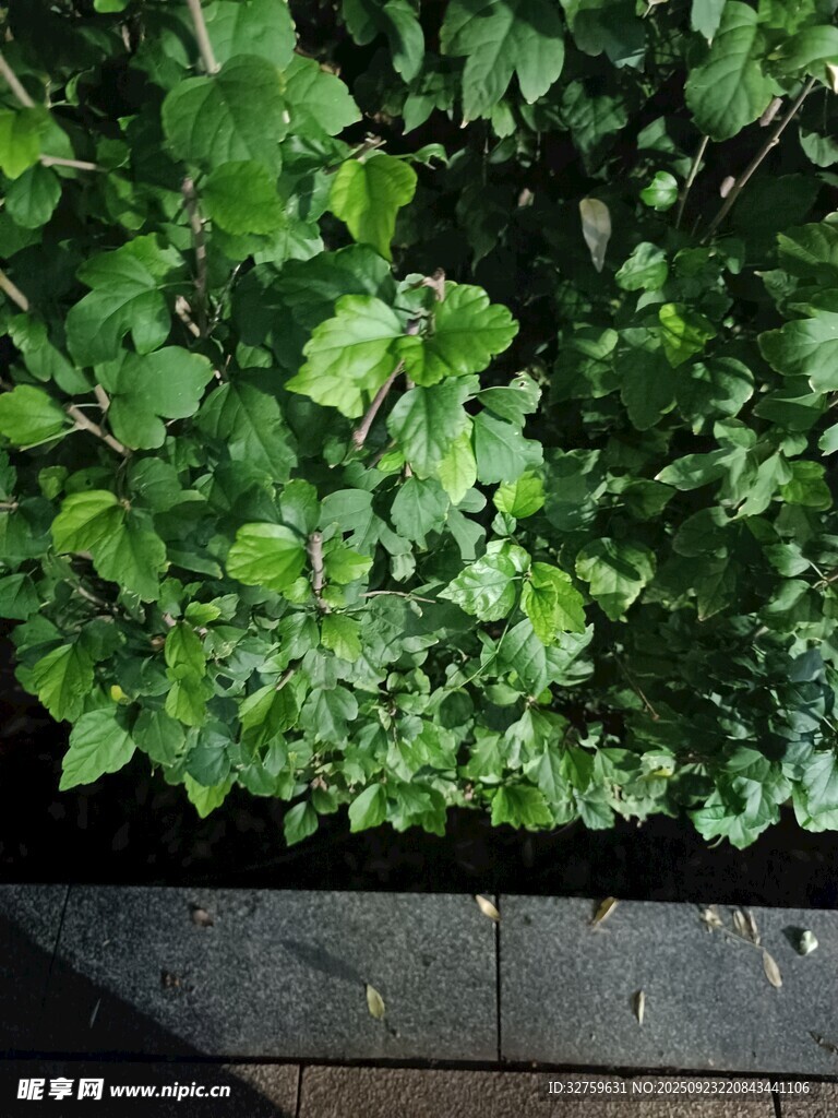 綠葉繁茂于磚石旁
