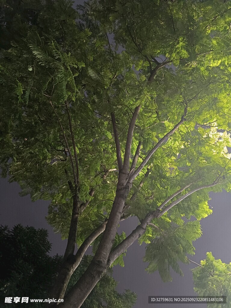陽(yáng)光透過(guò)枝葉的靜謐瞬間