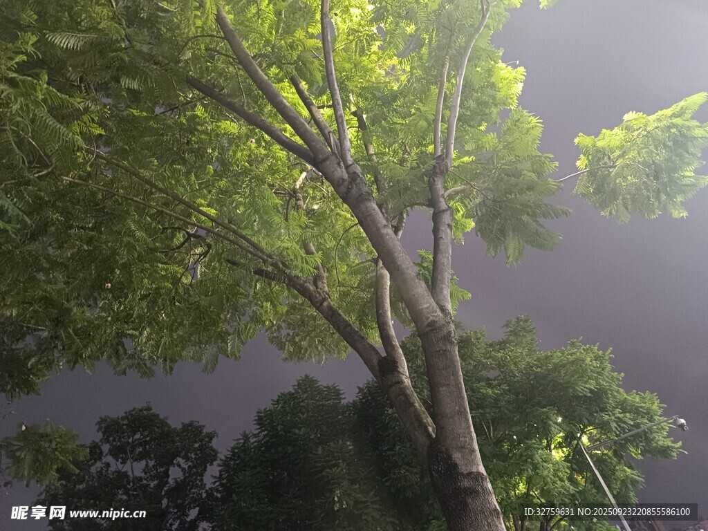 陽光穿透枝葉的靜謐景象