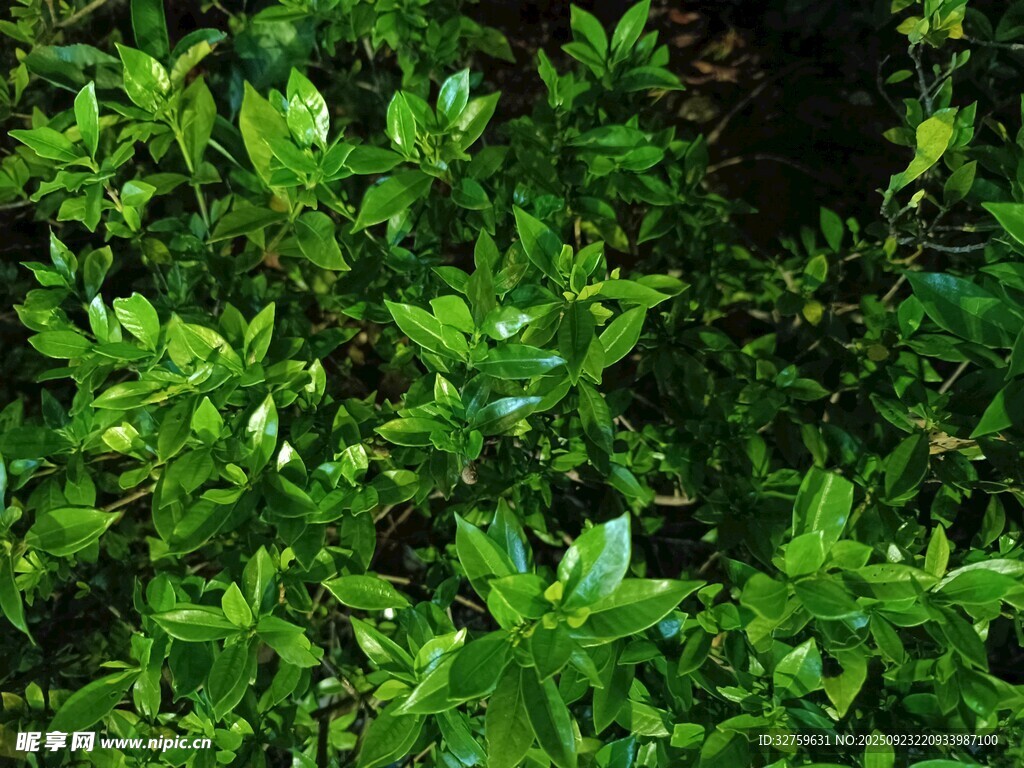 翠綠繁茂的清新植物