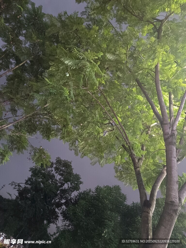 夜幕下的蔥郁樹木