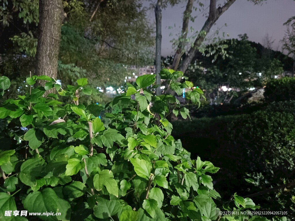 夜幕下的綠植景觀