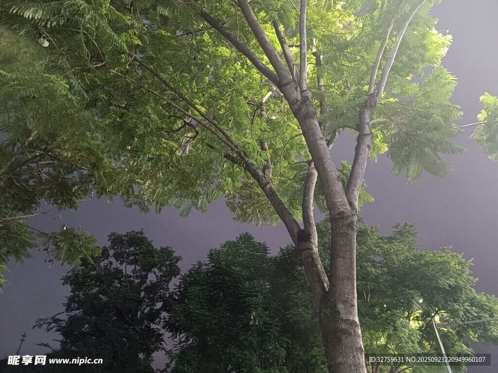 綠蔭下的清新樹木景觀