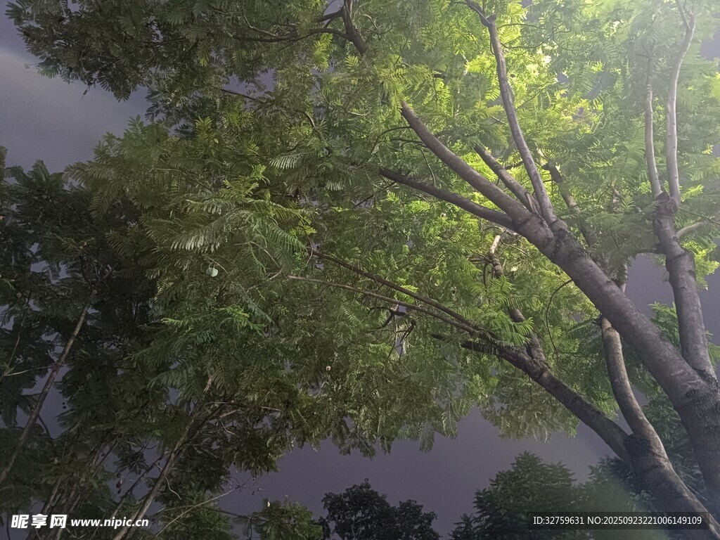 透過(guò)枝葉見天空的景象