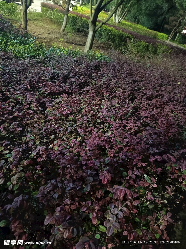 紫葉植物景觀