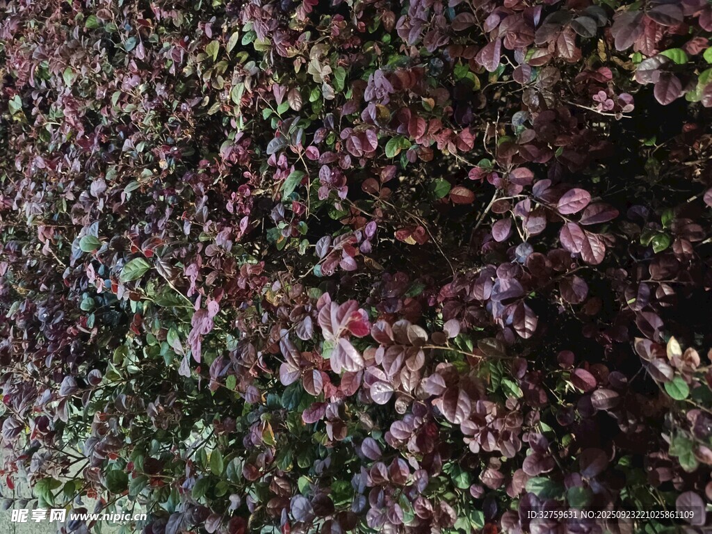 紫葉植物特寫