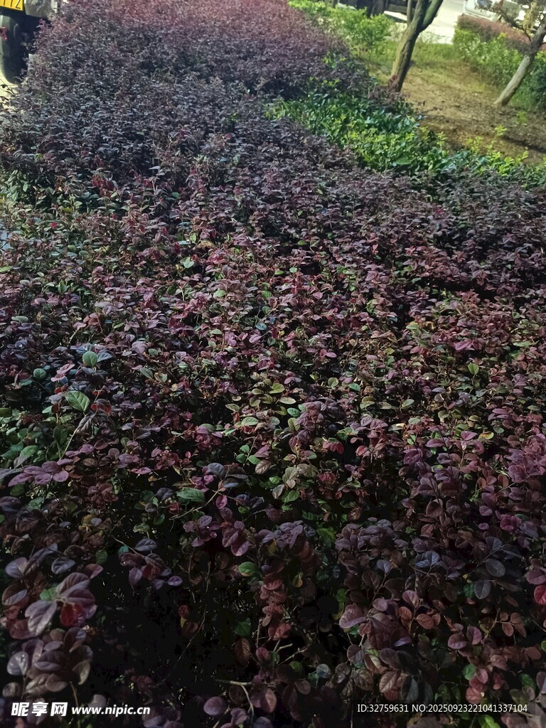 紫葉植物景觀
