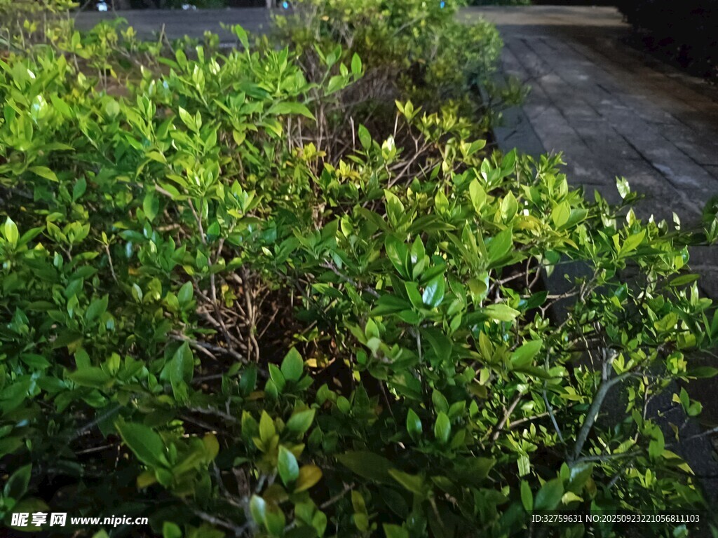 岸邊繁茂綠植景觀