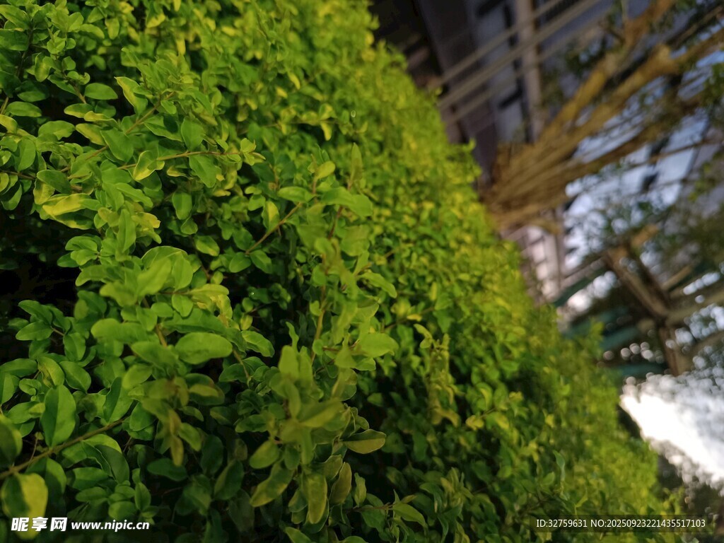 翠綠繁茂的垂直綠植景觀