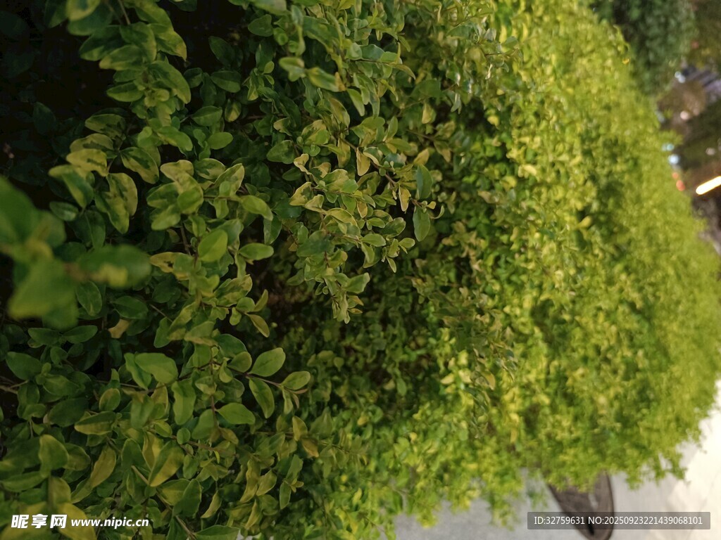 綠意盎然的垂直綠植墻