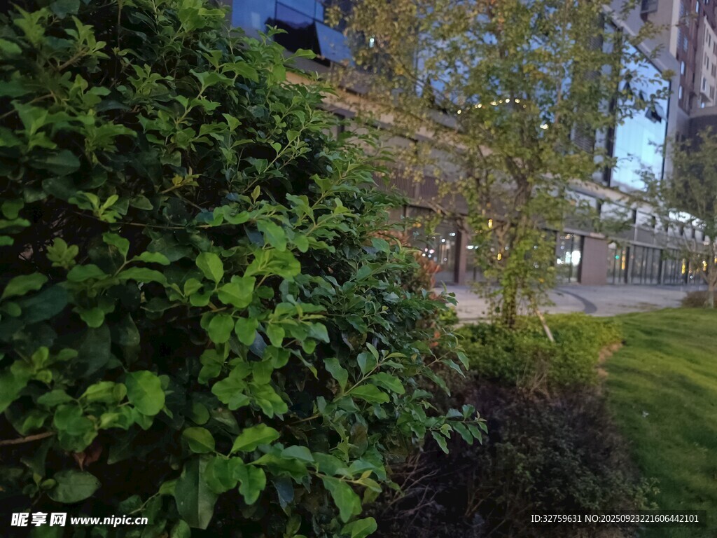 城市中的綠植景觀