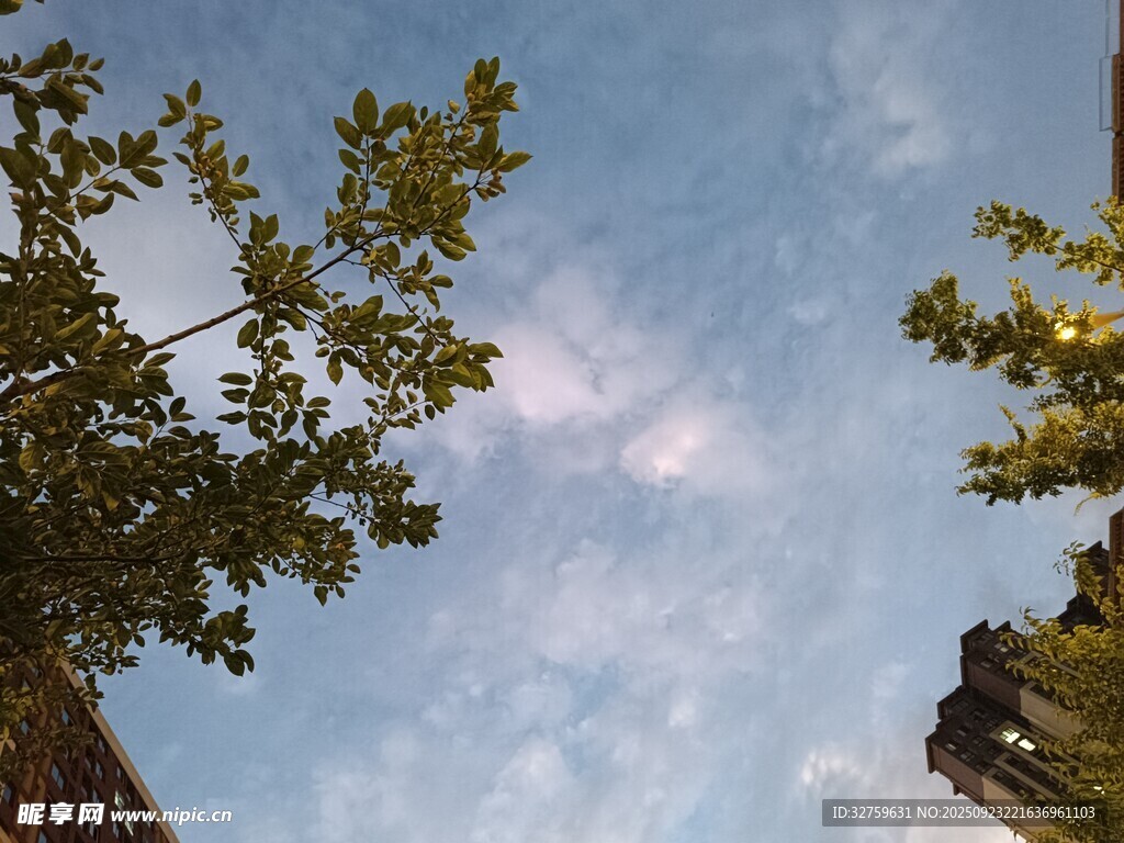 仰視天空中的綠樹與白云
