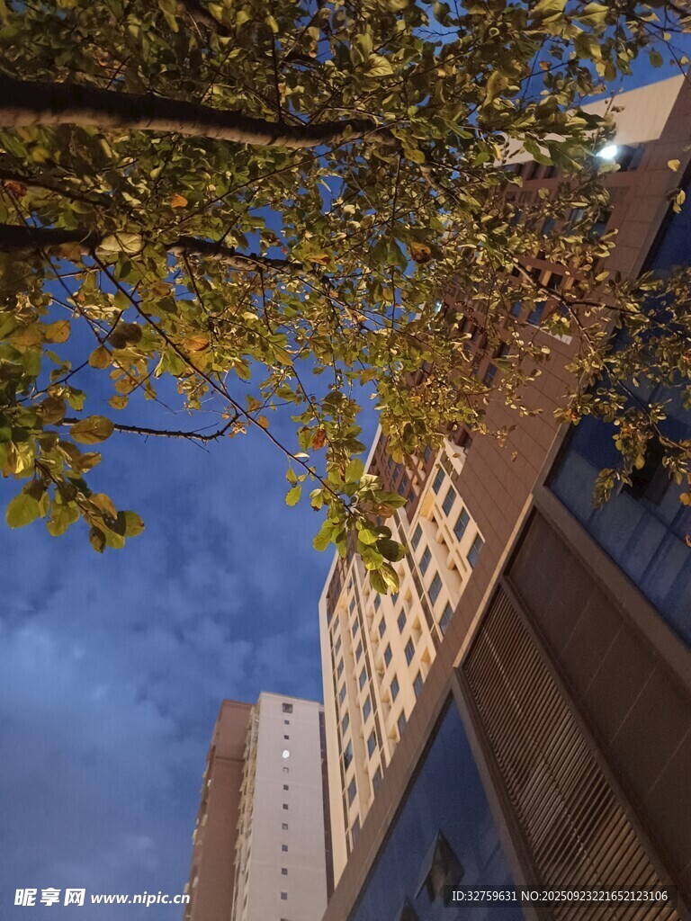 仰視城市高樓與繁茂枝葉