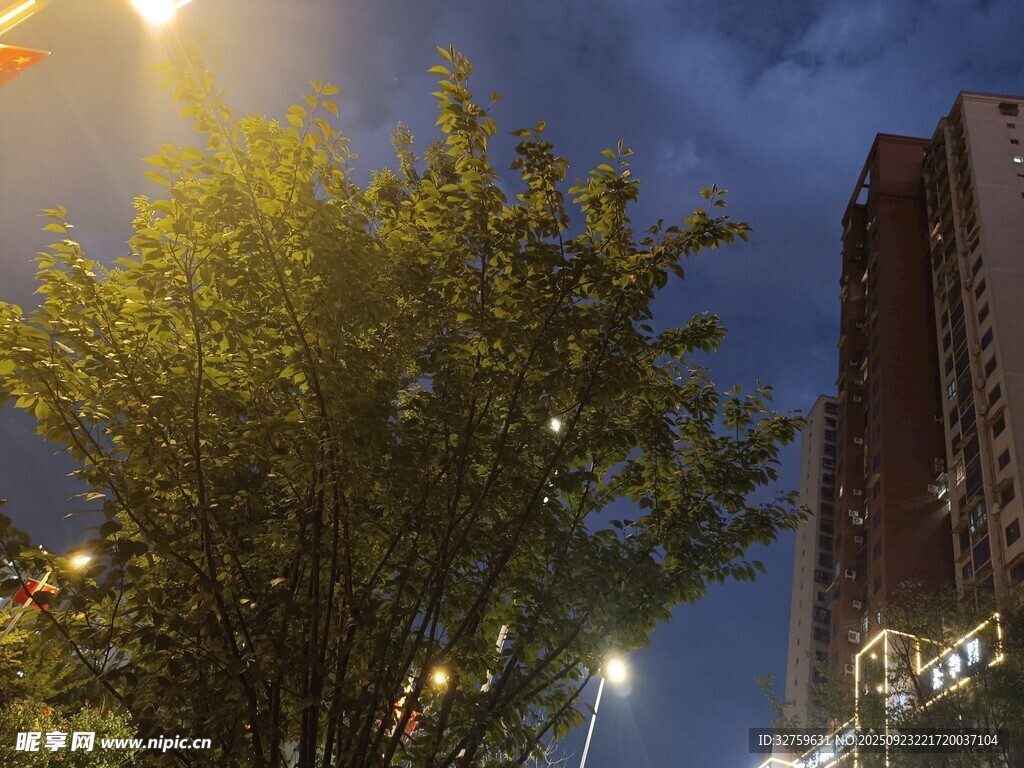 城市夜色中的蔥郁樹木