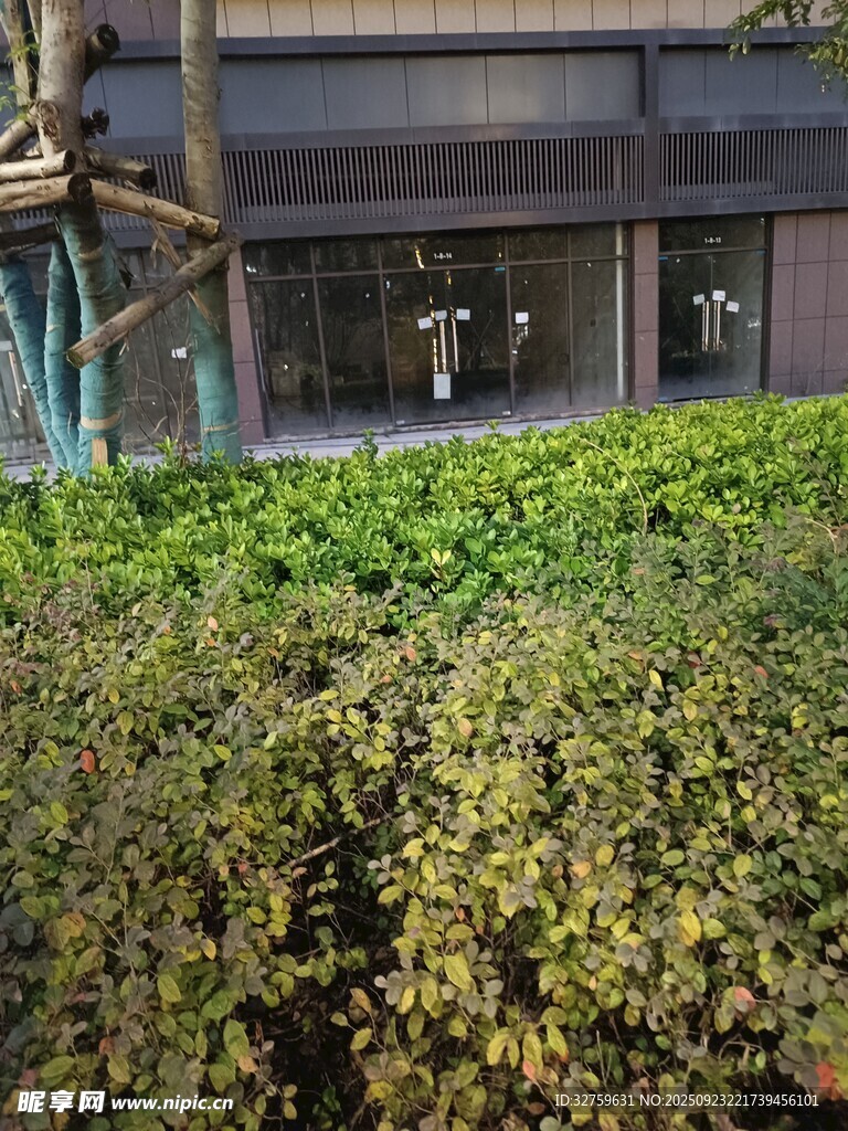 綠植環(huán)繞的建筑一角