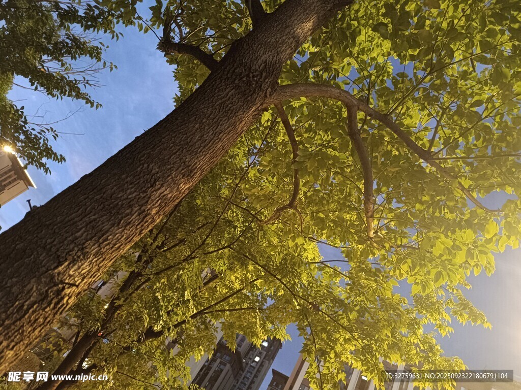 仰視蔥郁大樹