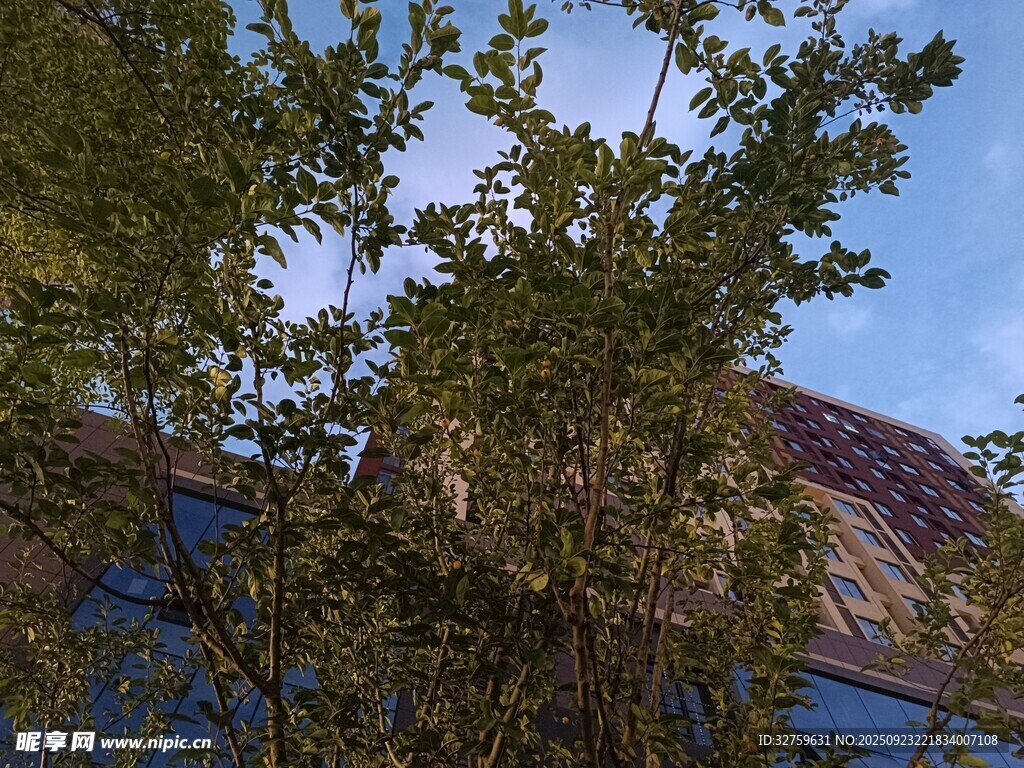 綠葉掩映下的建筑一角