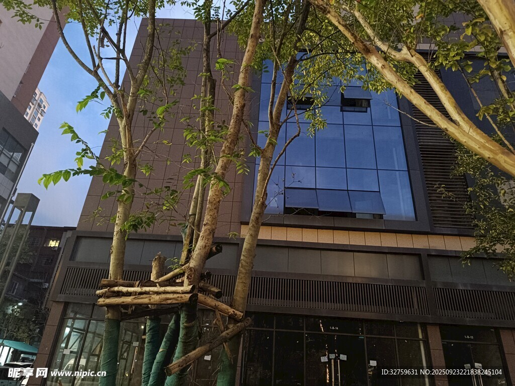 城市中枝葉繁茂的建筑旁樹木