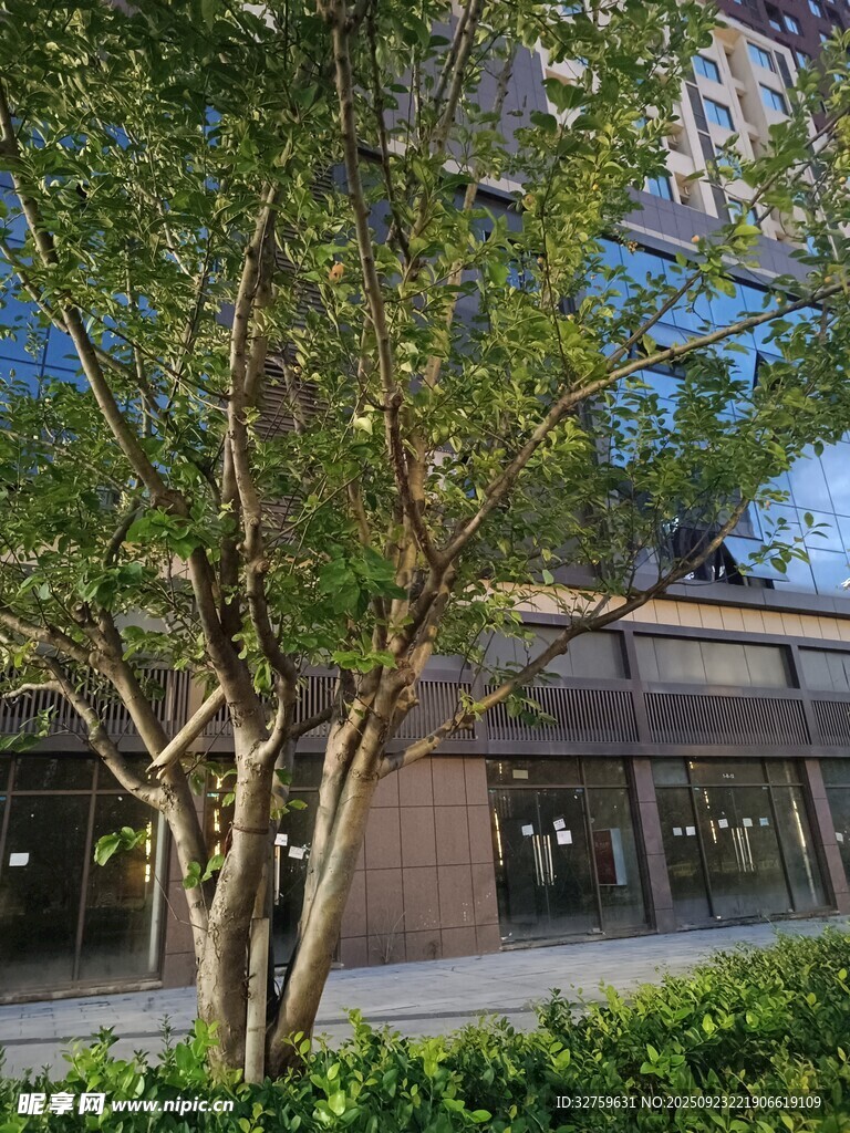 庭院綠樹與建筑景致
