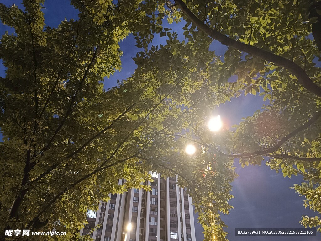 夜幕下樹影中的摩天大樓