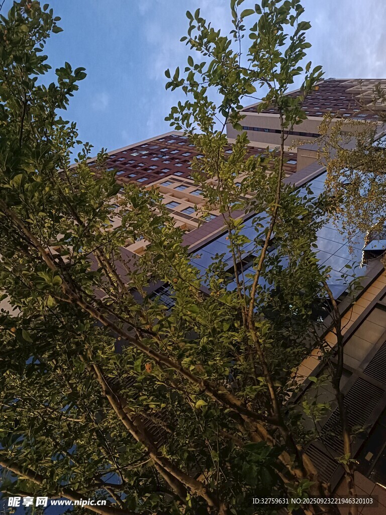透過(guò)枝葉看建筑景觀