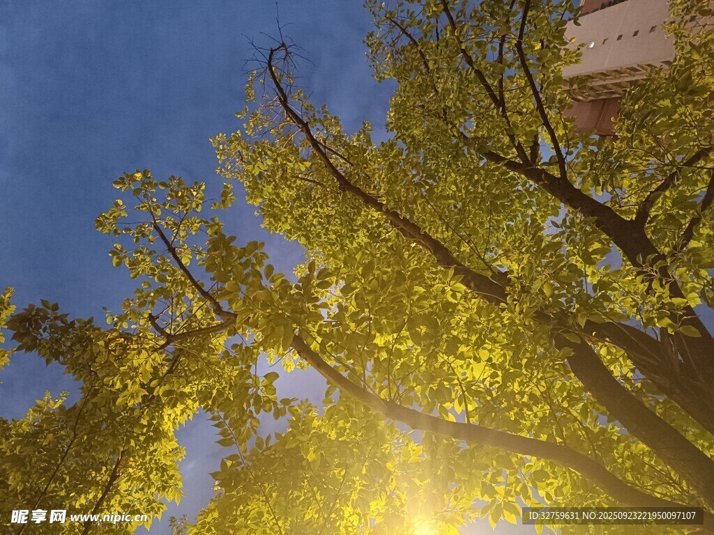 秋日陽光下的金黃樹葉