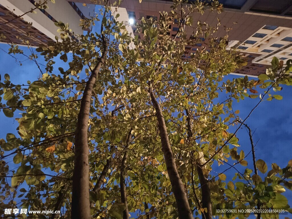 仰視藍天間的繁茂樹木