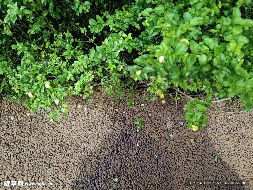 地面上的綠植與陰影