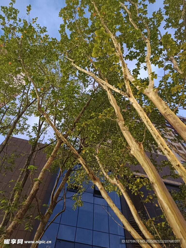 藍(lán)天綠樹(shù)間的建筑景致