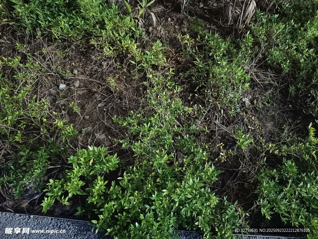 地面綠植景觀