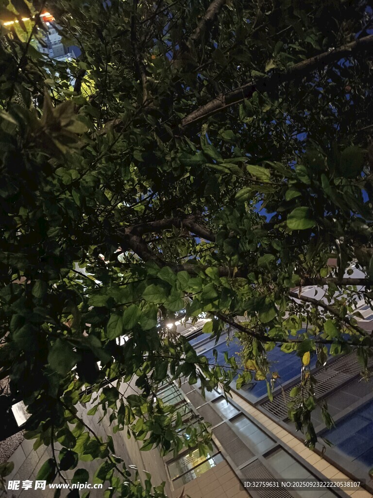 仰視視角下繁茂的綠樹