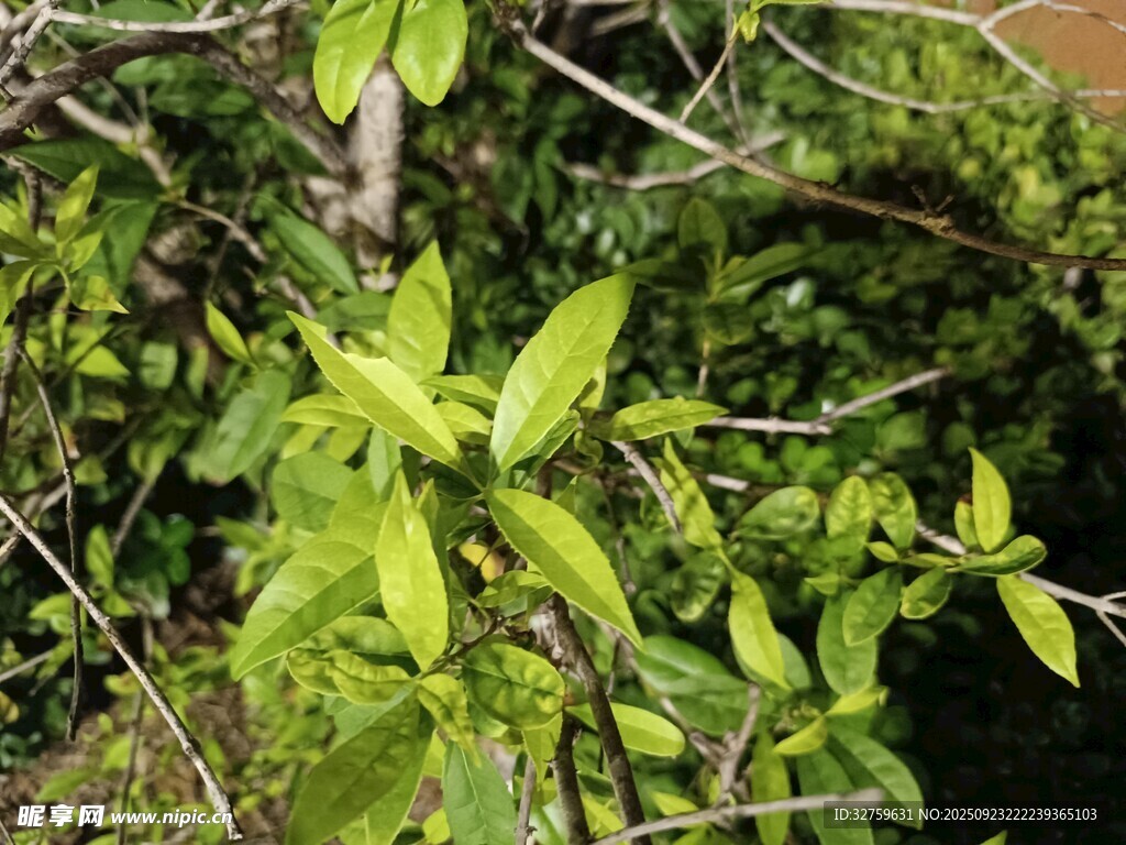 嫩綠枝葉展現(xiàn)盎然生機(jī)
