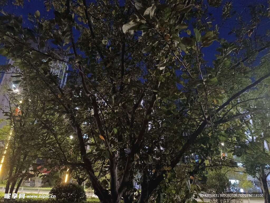 夜晚街邊繁茂的樹木