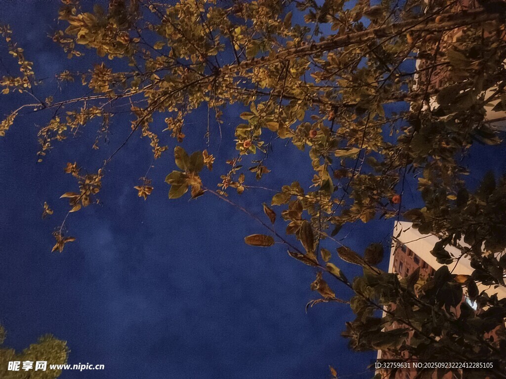 藍天映襯下的枝葉與建筑