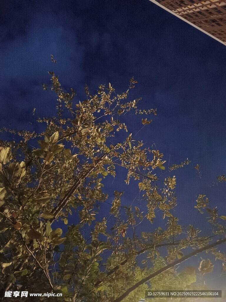 夜幕下的金黃樹葉景致