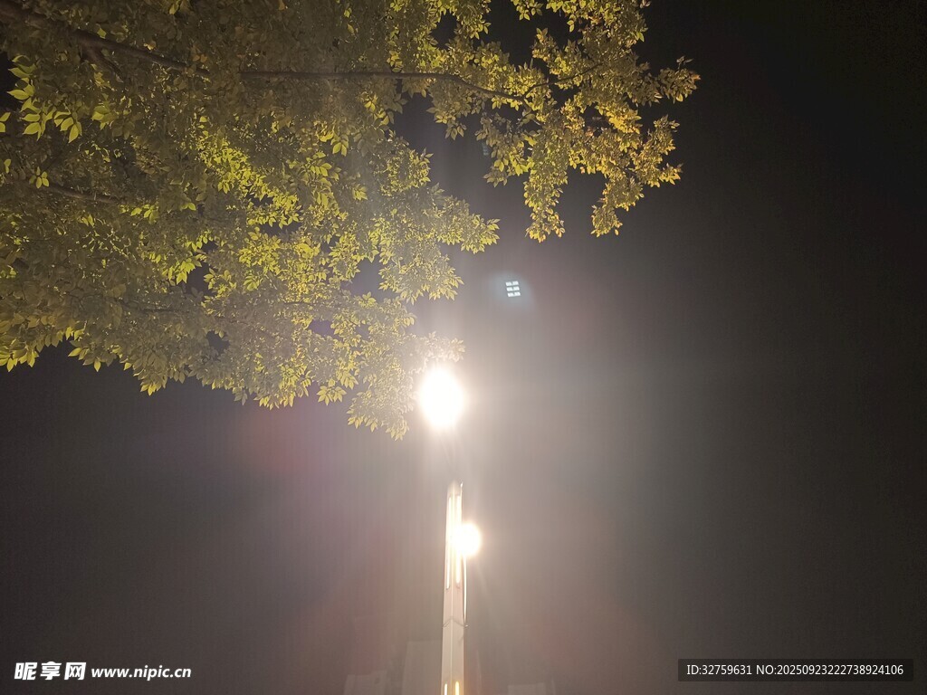 夜晚路燈下的樹葉光影
