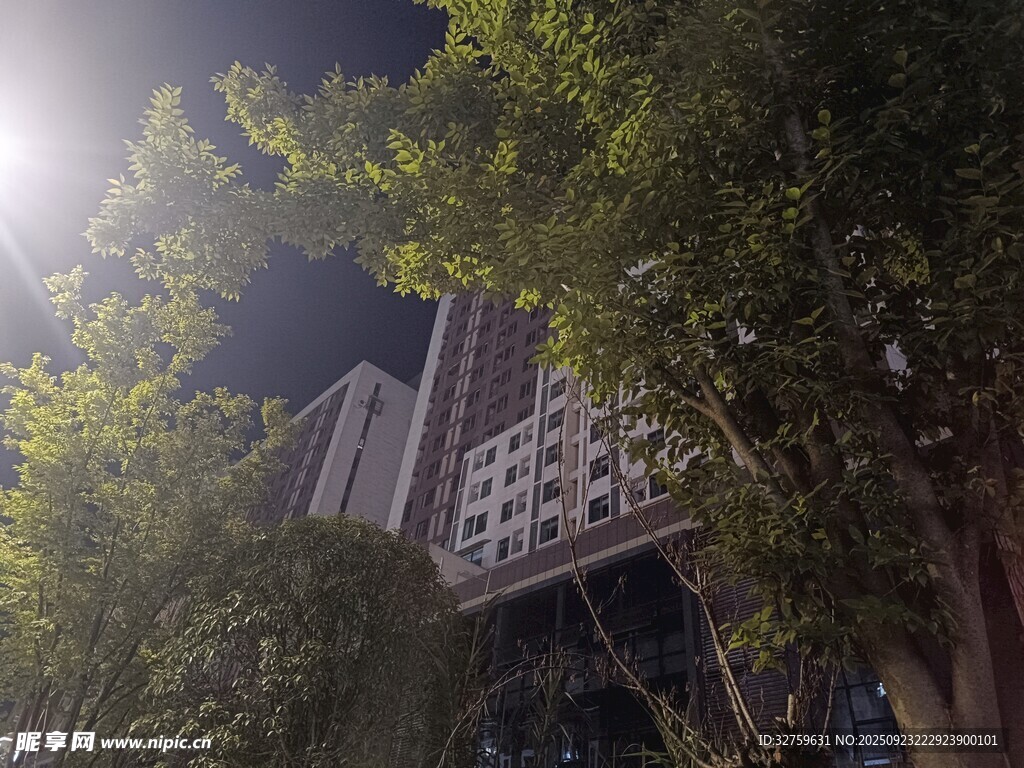 夜幕下的高樓與繁茂綠樹