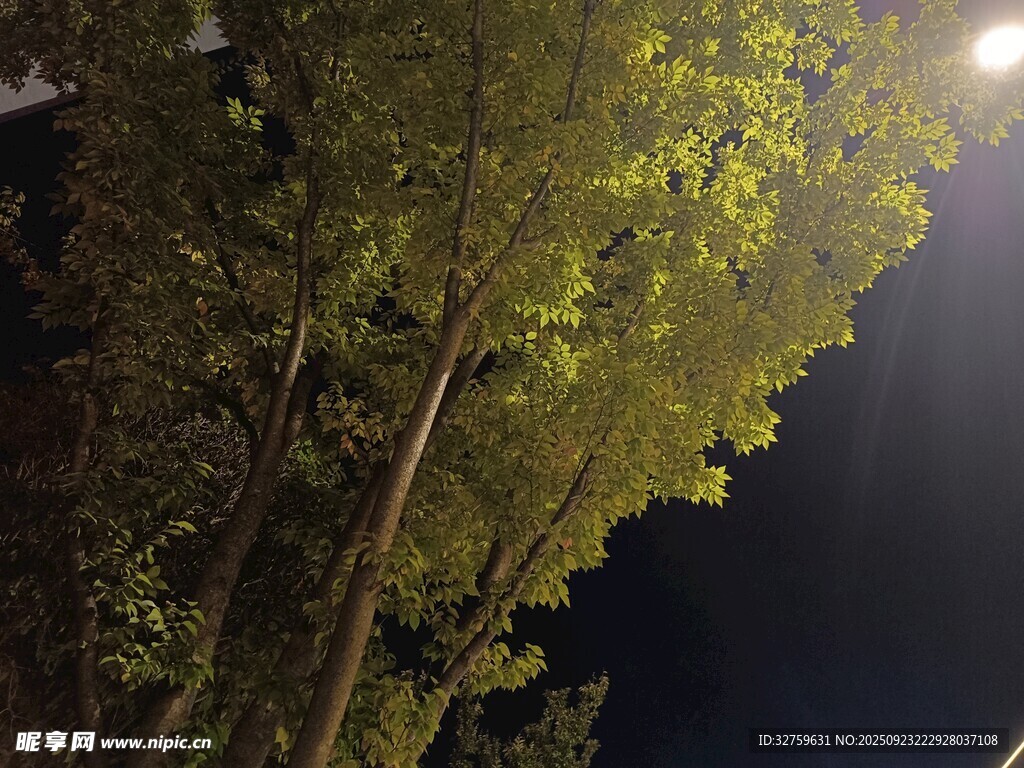 夜晚路燈下的蔥郁樹木