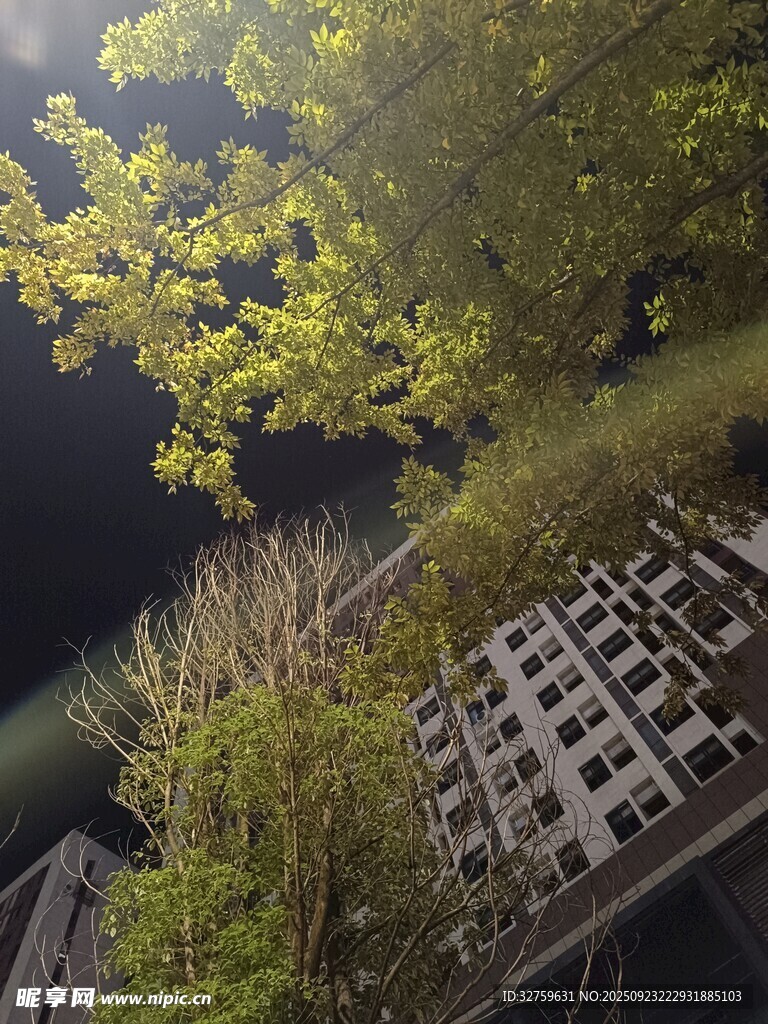 林間木棧道 