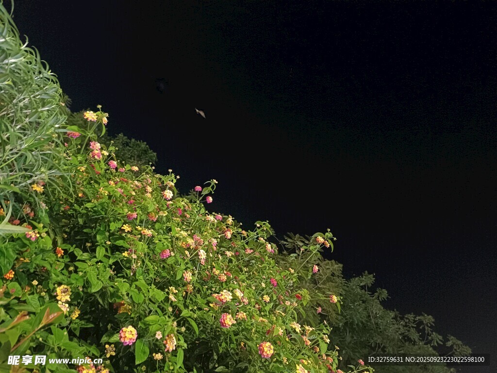 夜晚綻放的絢爛花卉