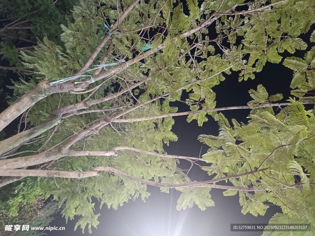 夜晚樹枝下的燈光景象