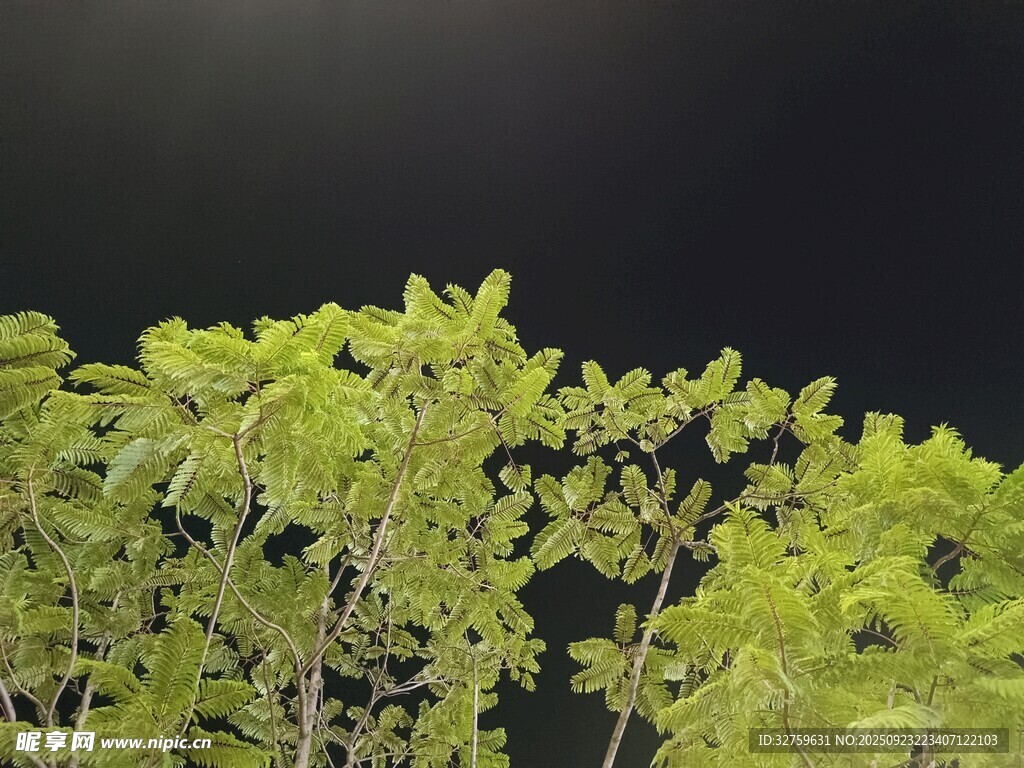 嫩綠枝葉在黑背景下綻放