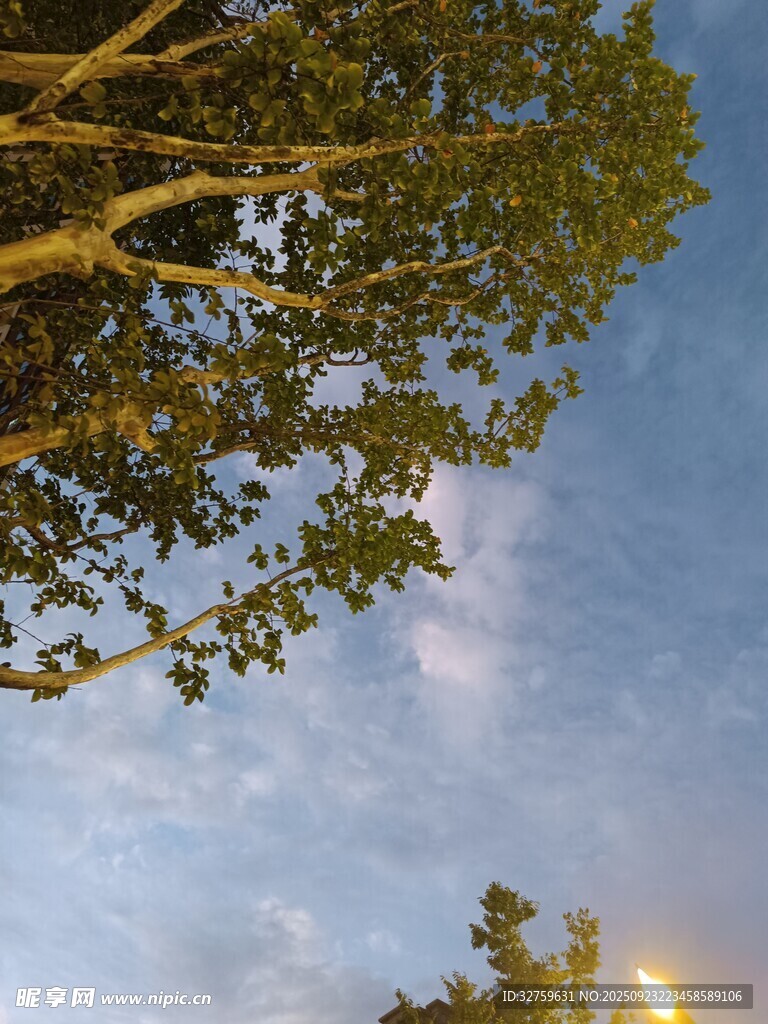 樹下仰望天空的靜謐時刻